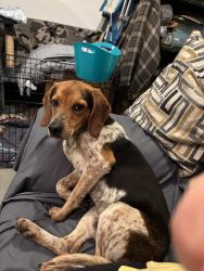 Found/Stray Male Dog last seen Foodlion, Garner, NC 27529