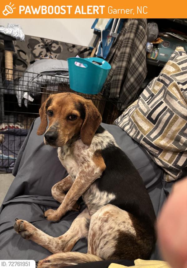 Found/Stray Male Dog last seen Foodlion, Garner, NC 27529