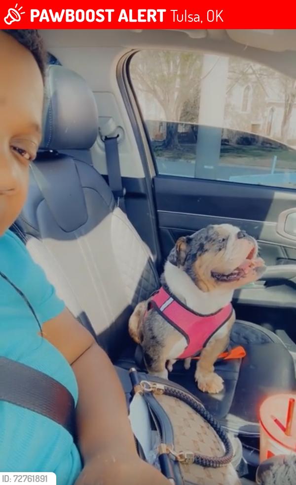 Lost Female Dog last seen 62nd street north, Tulsa, OK 74126