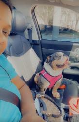 Lost Female Dog last seen 62nd street north , Tulsa, OK 74126