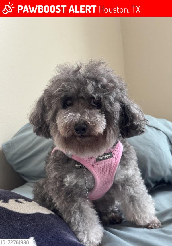 Lost Female Dog last seen Near S Texas 6, Houston, TX 77083, Houston, TX 77083
