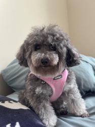 Lost Female Dog last seen Near S Texas 6, Houston, TX 77083, Houston, TX 77083