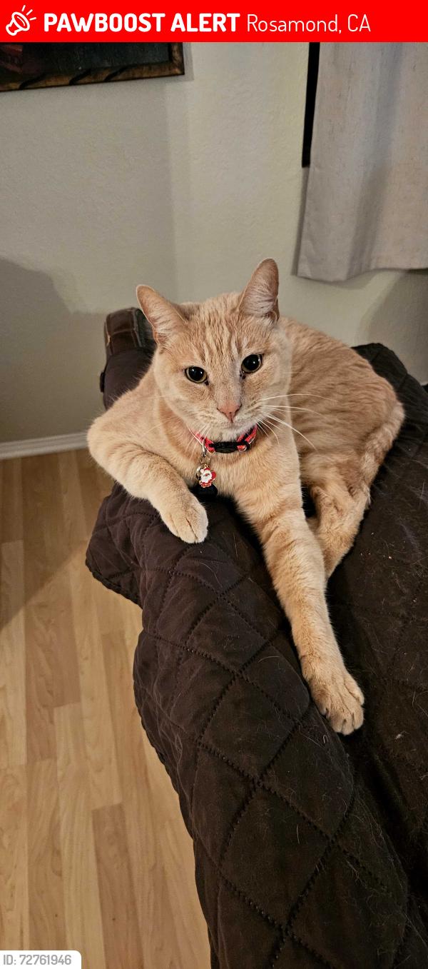 Lost Male Cat last seen Felsite Ave, Rosamond, CA 93560