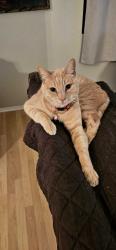 Lost Male Cat last seen Felsite Ave, Rosamond, CA 93560