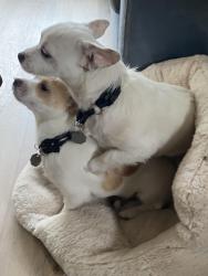 Found/Stray Male Dog last seen Hamilton , Campbell, CA 95008