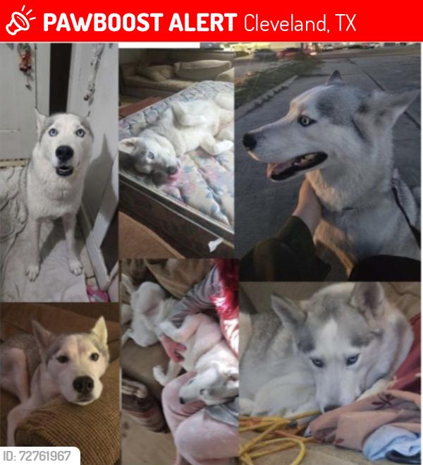 Lost Male Dog last seen South Washington ave, Cleveland, TX 77327