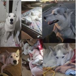 Lost Male Dog last seen South Washington ave, Cleveland, TX 77327