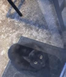 Found/Stray Unknown Cat last seen Near Agler Rd , Gahanna, OH 43230