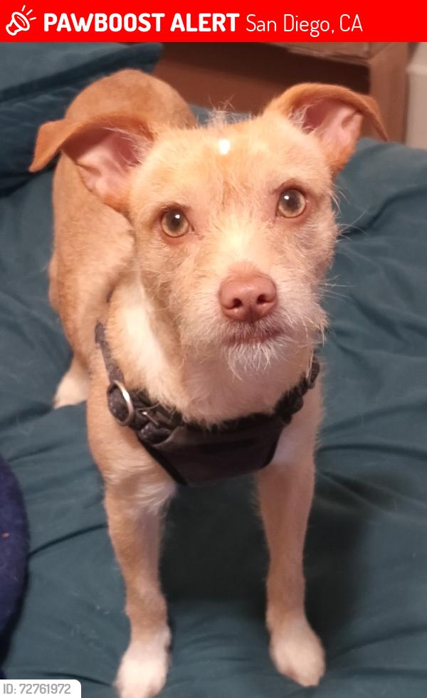 Lost Male Dog last seen 14th & Broadway, San Diego, CA 92101