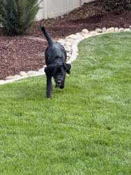 Found/Stray Female Dog last seen Tower Bridge and Copper Cloud, Meridian, ID 83646
