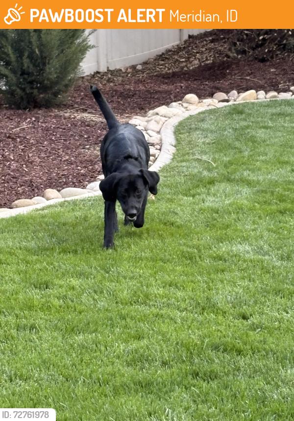 Found/Stray Female Dog last seen Tower Bridge and Copper Cloud, Meridian, ID 83646