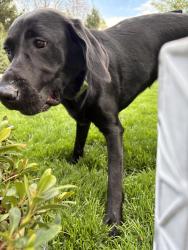 Found/Stray Female Dog last seen Copper Cloud and Towerbridge, Meridian, ID 83646