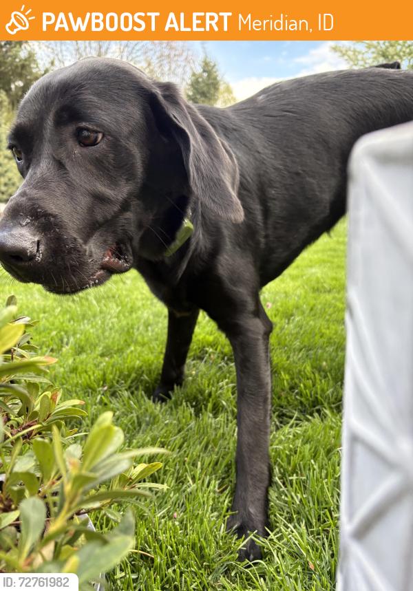 Found/Stray Female Dog last seen Copper Cloud and Towerbridge, Meridian, ID 83646