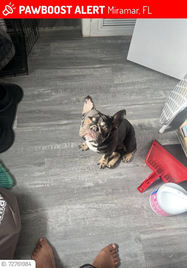Lost Male Dog last seen Sunshine Elemtary School, Miramar, FL 33023