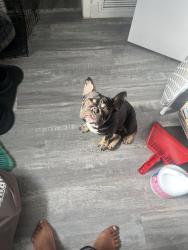 Lost Male Dog last seen Sunshine Elemtary School, Miramar, FL 33023