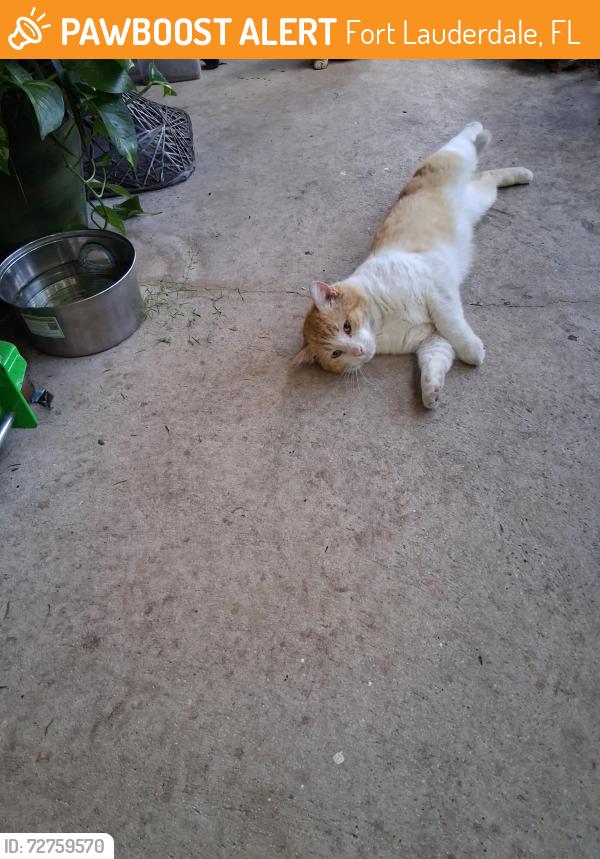 Found/Stray Male Cat last seen Victoria Park Rd, Fort Lauderdale, FL 33304