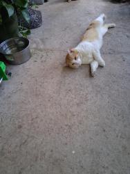 Found/Stray Male Cat last seen Victoria Park Rd, Fort Lauderdale, FL 33304