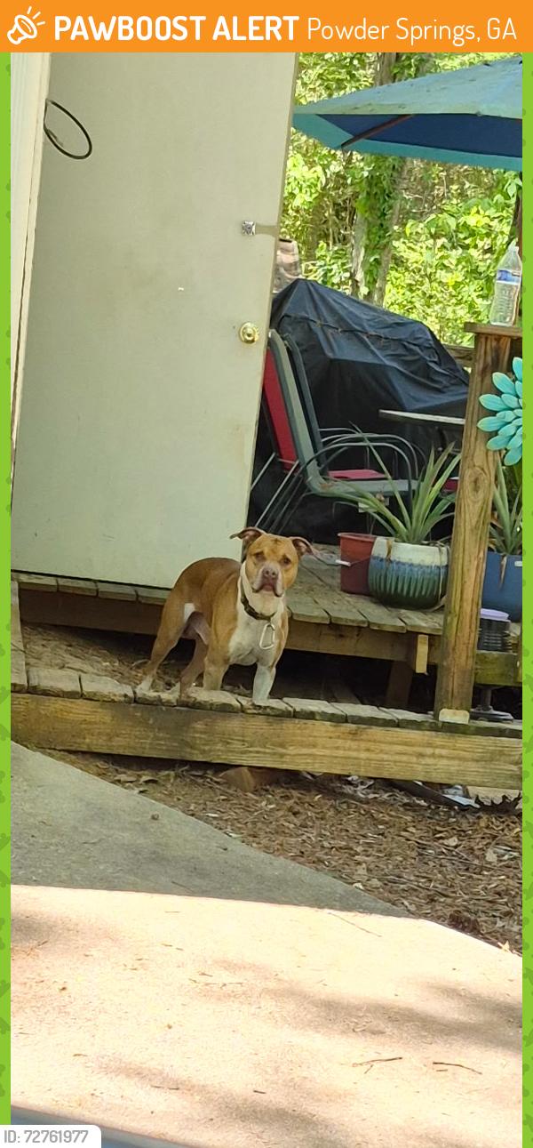 Found/Stray Male Dog last seen Near woodbridge , Powder Springs, GA 30127