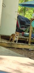 Found/Stray Male Dog last seen Near woodbridge , Powder Springs, GA 30127