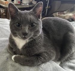 Lost Male Cat last seen Mt View Rd And MV Big Lake Rd, Mount Vernon, WA 98274