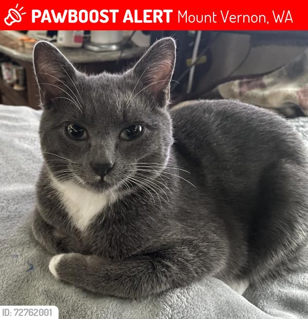 Lost Male Cat last seen Mt View Rd And MV Big Lake Rd, Mount Vernon, WA 98274