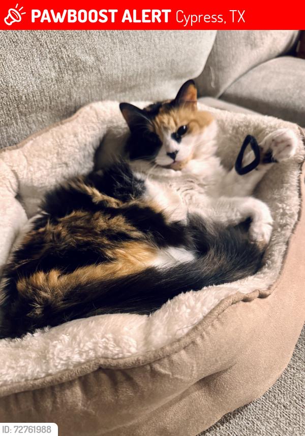 Lost Female Cat last seen Summit Pt Crossing, Cypress, TX 77433