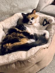 Lost Female Cat last seen Summit Pt Crossing, Cypress, TX 77433