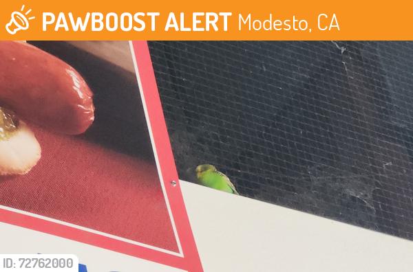 Found/Stray Unknown Bird last seen Costco food court (it's currently behind the hotdog sign), Modesto, CA 95356
