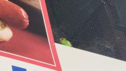 Found/Stray Unknown Bird last seen Costco food court (it's currently behind the hotdog sign), Modesto, CA 95356