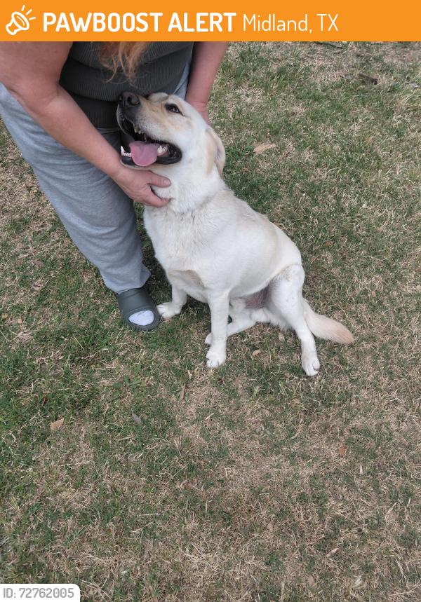 Found/Stray Male Dog last seen Idlewilde abmnd Harvard ave, Midland, TX 79703