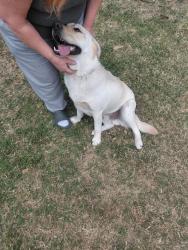 Found/Stray Male Dog last seen Idlewilde abmnd Harvard ave, Midland, TX 79703