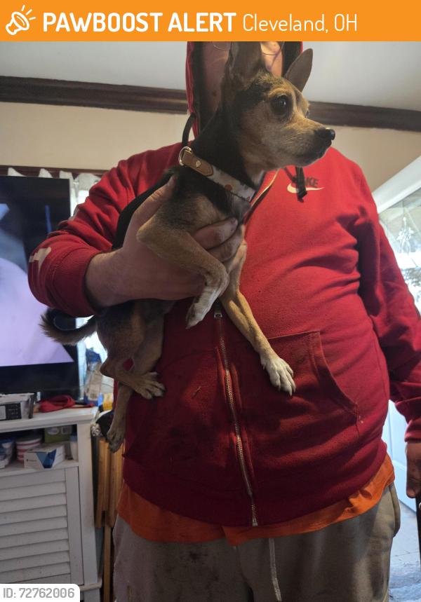 Found/Stray Male Dog last seen Storer ave, Cleveland, OH 44102