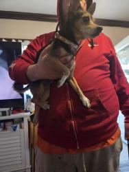 Found/Stray Male Dog last seen Storer ave, Cleveland, OH 44102