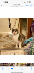 Lost Female Cat last seen Reginald and kyle, Wichita Falls, TX 76308