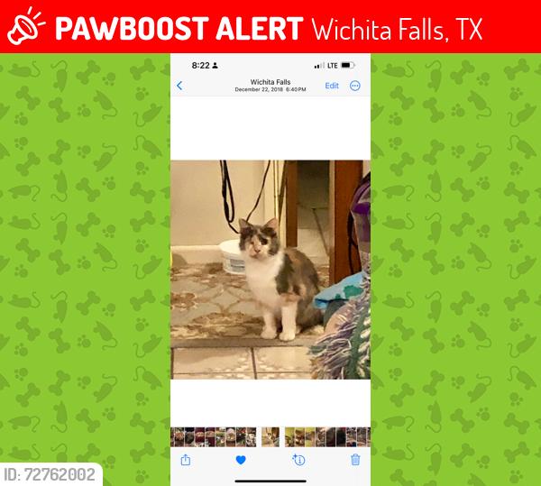 Lost Female Cat last seen Reginald and kyle, Wichita Falls, TX 76308