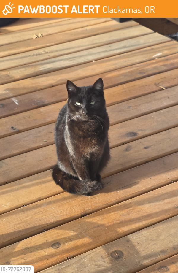 Found/Stray Unknown Cat last seen Roger's ln, Clackamas, OR 97015