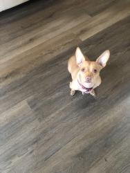 Lost Male Dog last seen Masaryktown, Brooksville, FL 34604