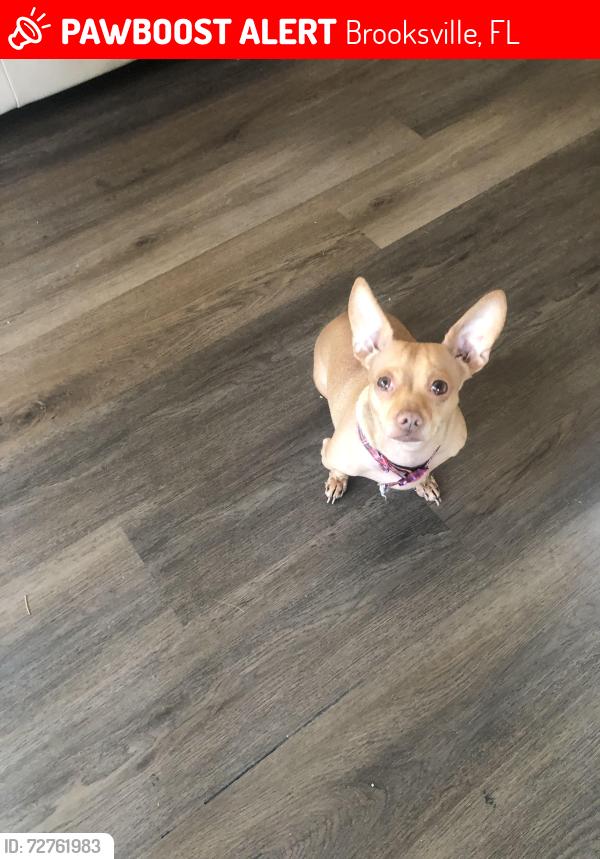 Lost Male Dog last seen Masaryktown, Brooksville, FL 34604