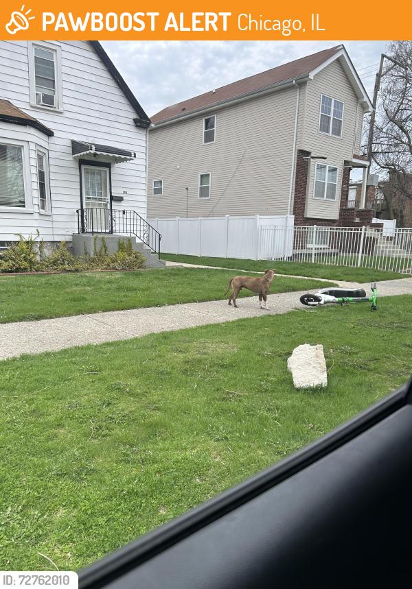 Found/Stray Male Dog last seen 119th s Parnell , Chicago, IL 60628