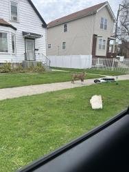 Found/Stray Male Dog last seen 119th s Parnell , Chicago, IL 60628