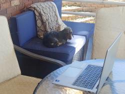 Lost Female Dog last seen Independence, Westminster, CO 80021