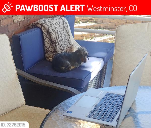Lost Female Dog last seen Independence, Westminster, CO 80021