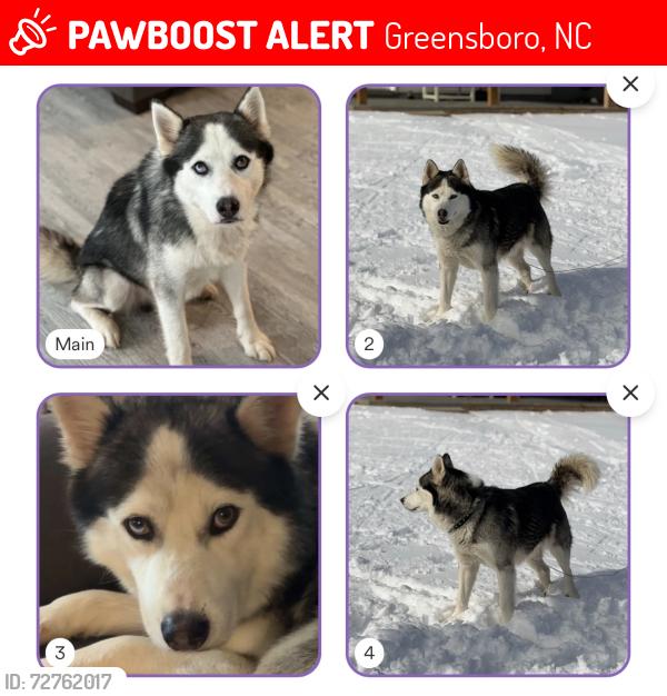 Lost Male Dog last seen Near the country club, Forest Oaks, NC 27406