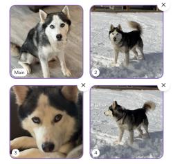 Lost Male Dog last seen Near the country club, Forest Oaks, NC 27406