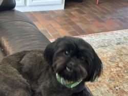 Lost Female Dog last seen Main and Violet McAllen, McAllen, TX 78504