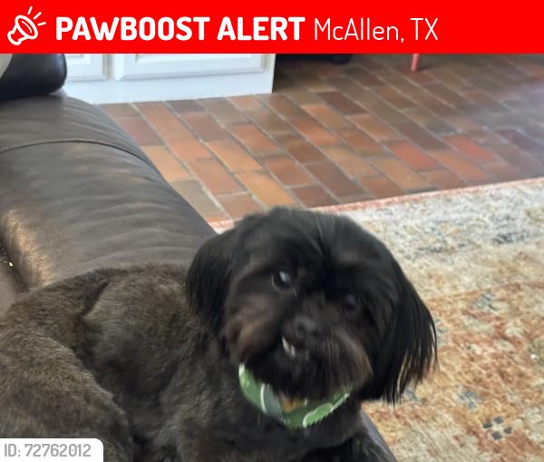 Lost Female Dog last seen Main and Violet McAllen, McAllen, TX 78504