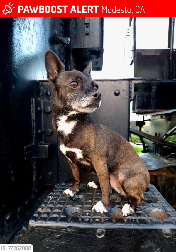 Lost Female Dog last seen Near scenic drive , Modesto, CA 95355