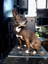 Lost Female Dog last seen Near scenic drive , Modesto, CA 95355