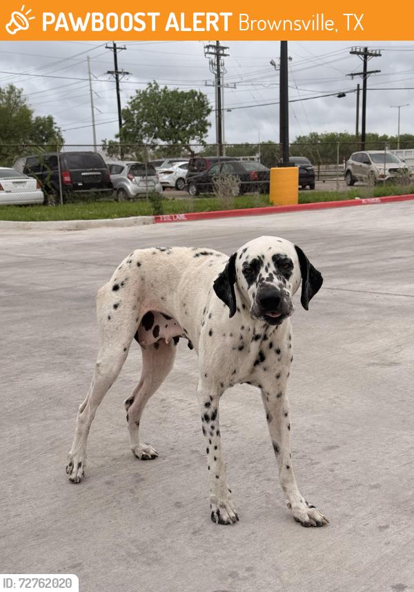Found/Stray Female Dog last seen DG market parking lot, Brownsville, TX 78526