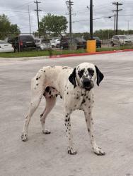Found/Stray Female Dog last seen DG market parking lot, Brownsville, TX 78526